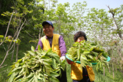 옥천참옻순축제,지역축제,축제정보