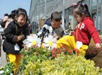 동구불로화훼봄꽃축제,지역축제,축제정보