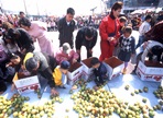 대저토마토축제,지역축제,축제정보