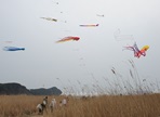 부산국제연날리기대회,지역축제,축제정보