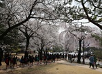 수양벚꽃과 함께 하는 열린 현충원,지역축제,축제정보