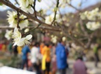 광양매화축제,지역축제,축제정보