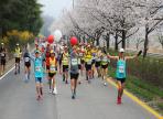 합천벚꽃마라톤대회,지역축제,축제정보