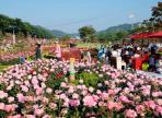 삼척장미축제,지역축제,축제정보