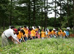 고한함백산야생화축제,지역축제,축제정보