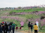 해살이개두릅축제,지역축제,축제정보