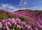 산청황매산철쭉제,지역축제,축제정보