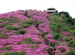 비음산 진례산성 철쭉제,지역축제,축제정보