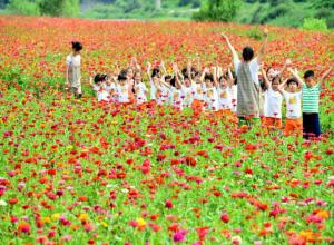 평창 백일홍축제,지역축제,축제정보