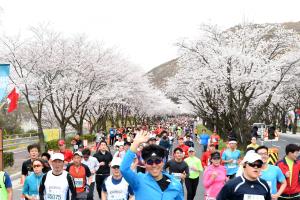 경주벚꽃마라톤대회,경상북도 경주시,지역축제,축제정보