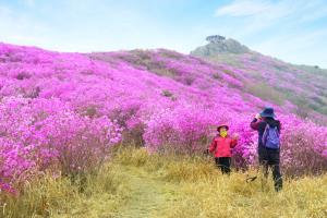 영취산진달래축제,국내여행,음식정보