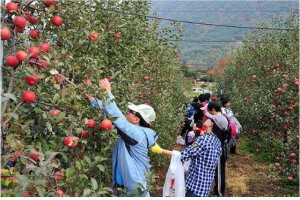 배내골사과축제,국내여행,음식정보