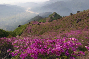 형제봉철쭉제,경상남도 하동군,지역축제,축제정보