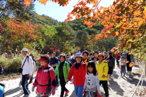 금강산가는 옛길 걷기대회,국내여행,음식정보