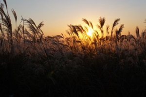 서울억새축제,국내여행,음식정보