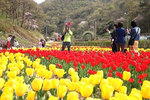 동적골튤립축제,국내여행,음식정보