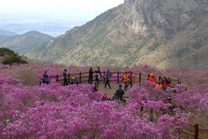 비슬산참꽃문화제,국내여행,음식정보