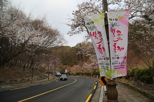 팔공산벚꽃축제,국내여행,음식정보