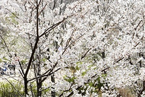 서사라문화거리축제,국내여행,음식정보