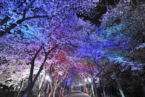 도당산벚꽃축제,국내여행,음식정보