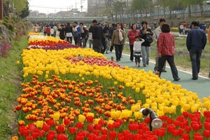 수원천튤립축제,국내여행,음식정보