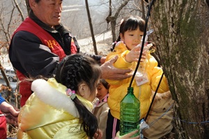 양평단월고로쇠축제,경기도 양평군,지역축제,축제정보