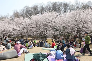 의왕벚꽃축제,국내여행,음식정보