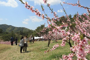 복사꽃마을 복사꽃축제,국내여행,음식정보