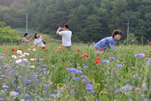 용수골 꽃양귀비축제,국내여행,음식정보