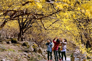 구례산수유꽃축제,국내여행,음식정보