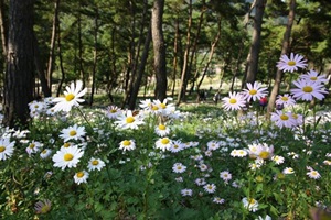 정읍구절초축제,전라북도 정읍시,지역축제,축제정보