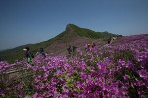 산청황매산철쭉제,국내여행,음식정보