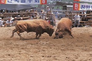 의령 전국민속소싸움대회,국내여행,음식정보