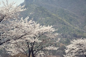 계룡산벚꽃축제,충청남도 공주시,지역축제,축제정보