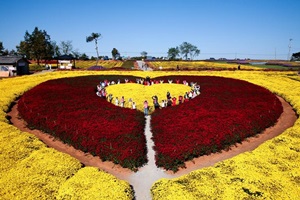 서산국화축제,국내여행,음식정보