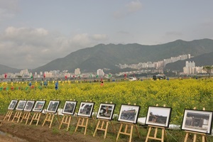 부산 낙동강 유채꽃 축제,국내여행,음식정보