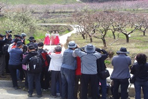 영천 대창 복사꽃 문화축제,경상북도 영천시,지역축제,축제정보