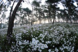 구절초테마공원 ,국내여행,여행지추천