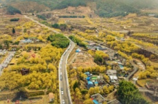 구례군, 제26회 구례산수유꽃축제, 3월 15일 개막, 국내여행, 여행정보