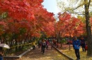 가을 문화축제의 끝판왕, 소요단풍문화제,국내여행,음식정보