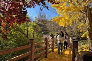 보은군 회남면, 호반 가을풍경으로 인기몰이