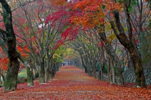 정읍시, 내장산국립공원, 6회 연속 ‘한국 관광 100선’ 선정