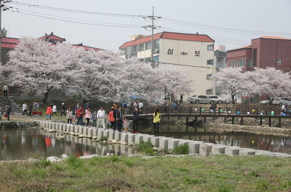 벚꽃 가득한 해미천을 거닐다 보면 어느새 봄향기에 취한다. 