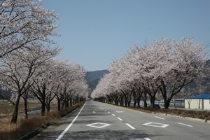 달려는 봤니? 합천 백리벚꽃길,경상남도 합천군