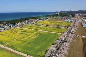 벚꽃에 안길까, 유채꽃에 빠질까 삼척 맹방마을,국내여행,음식정보