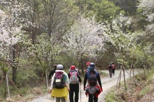 금산으로 떠나는 소소한 봄꽃 여행 ‘비단고을 산꽃축제’,국내여행,음식정보