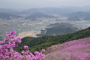 햇살이 머문 듯, 진달래로 반짝반짝 빛나는 봄의 종남산,경상남도 밀양시