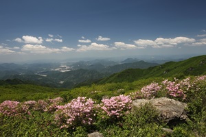 고운 철쭉능선, 단양 소백산 철쭉제,국내여행,음식정보