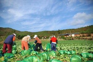 찬바람 솔솔 불 때 최고의 인기! 땅끝에서 자란 해남 배추,전라남도 해남군