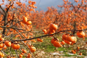 달콤한 웃음이 가득한 청도반시축제,경상북도 청도군